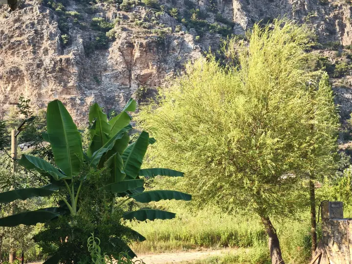 Banana plant and a leafy tree in the garden, in front of the steep limestone cliffs