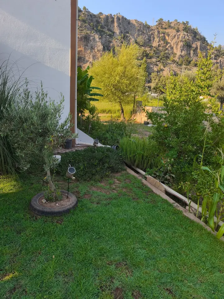 Green lawn with a young olive tree and shrubs, with the limestone cliffs of Orhaniye behind