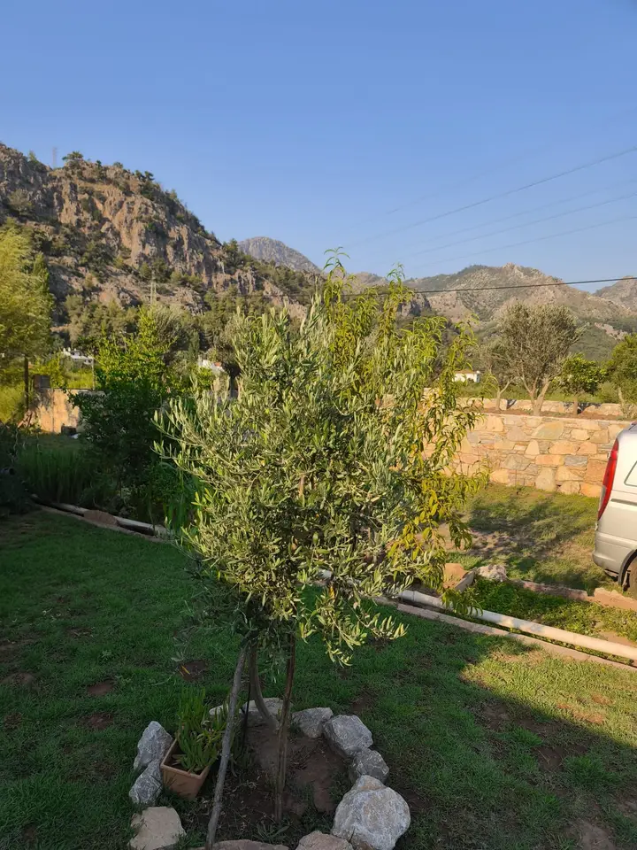 Young olive tree on the lawn, with mountains in the distance