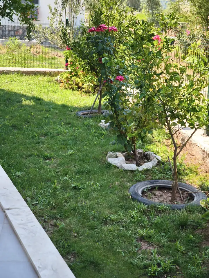 Lawn with rose bushes and young pomegranate trees