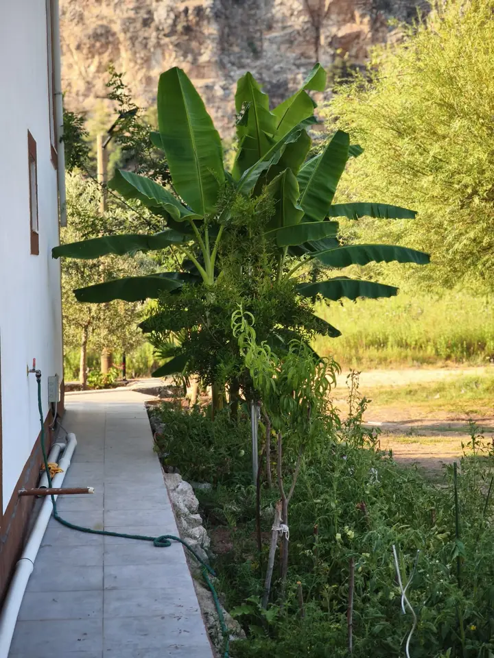 Path beside the house past a banana plant, with the cliffs above